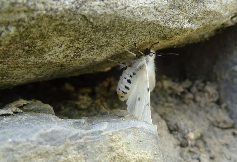 femmina di Diaphora mendica - Erebidae Arctiinae